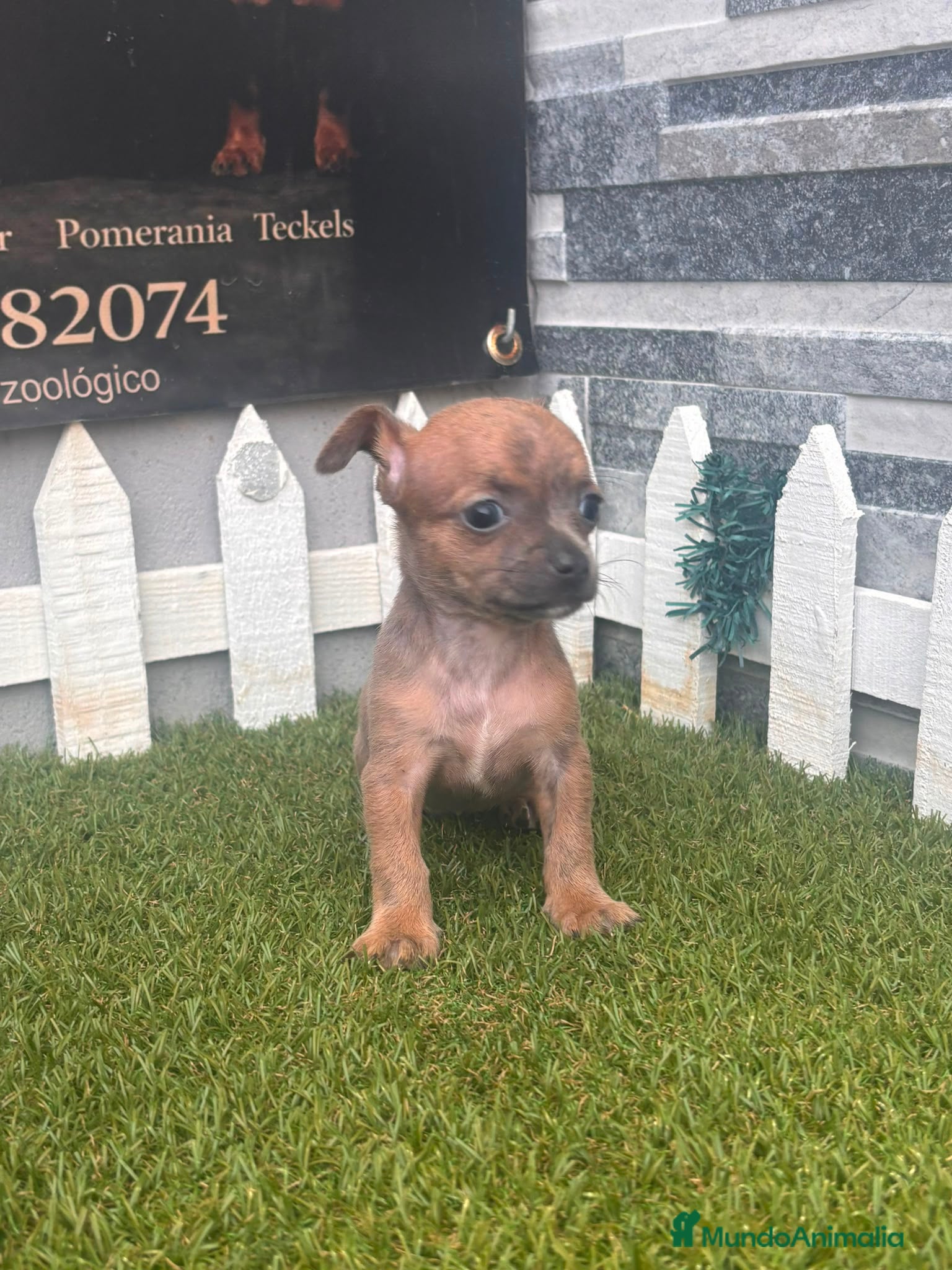 Chihuahua perros CHIHUAHUA - Anuncio 1