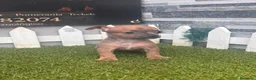 Chihuahua perros en venta: CHIHUAHUA - Anuncio 1