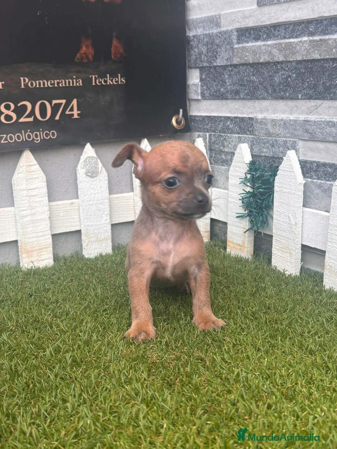 Chihuahua perros en venta: CHIHUAHUA - Anuncio 1