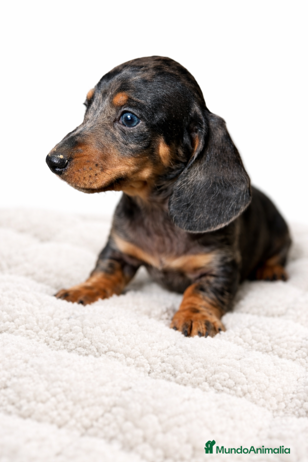 Teckel Miniatura perros Teckel Arlequin diminuto  - Anuncio 2