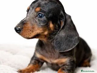 Teckel Miniatura perros Teckel Arlequin diminuto - Anuncio 2