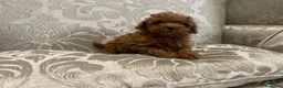 Caniche Toy perros en venta: caniche toy en Vizcaya - Anuncio 5