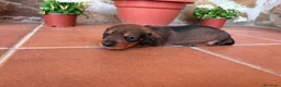Teckel perros en venta: teckel pelo jabali - Anuncio 4