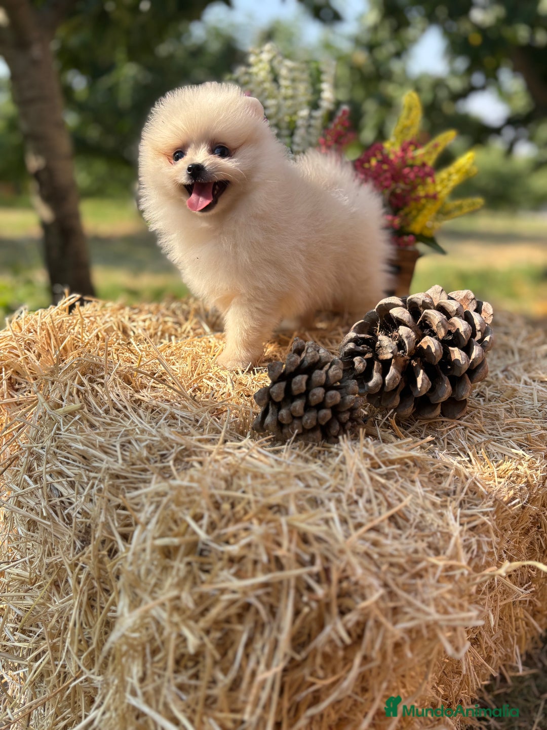 Pomerania perros en venta: Pomerania Macho disponible  - Imagen 5