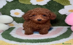 Caniche Toy perros en venta: Caniche Toy Rojo Hembra  - Imagen 1