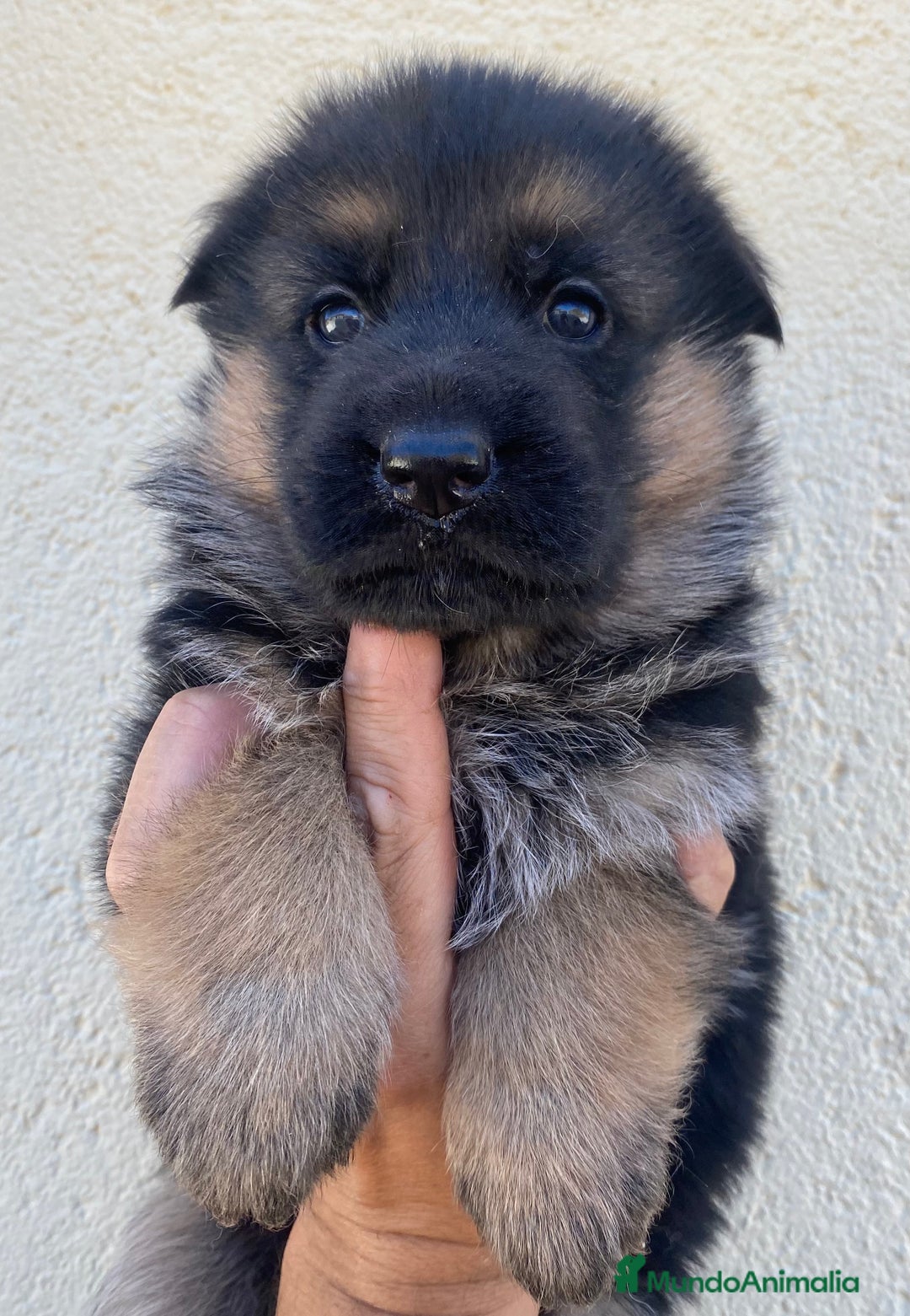 Pastor Alemán perros en venta: Cachorros de pastor alemán  en Salamanca - Imagen 5