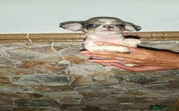 Chihuahua perros en venta: Chihuahua Toy hembras  - Imagen 2