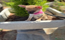 Chihuahua perros en venta: Chihuahua Hembra disponible!!!!! - Imagen 7