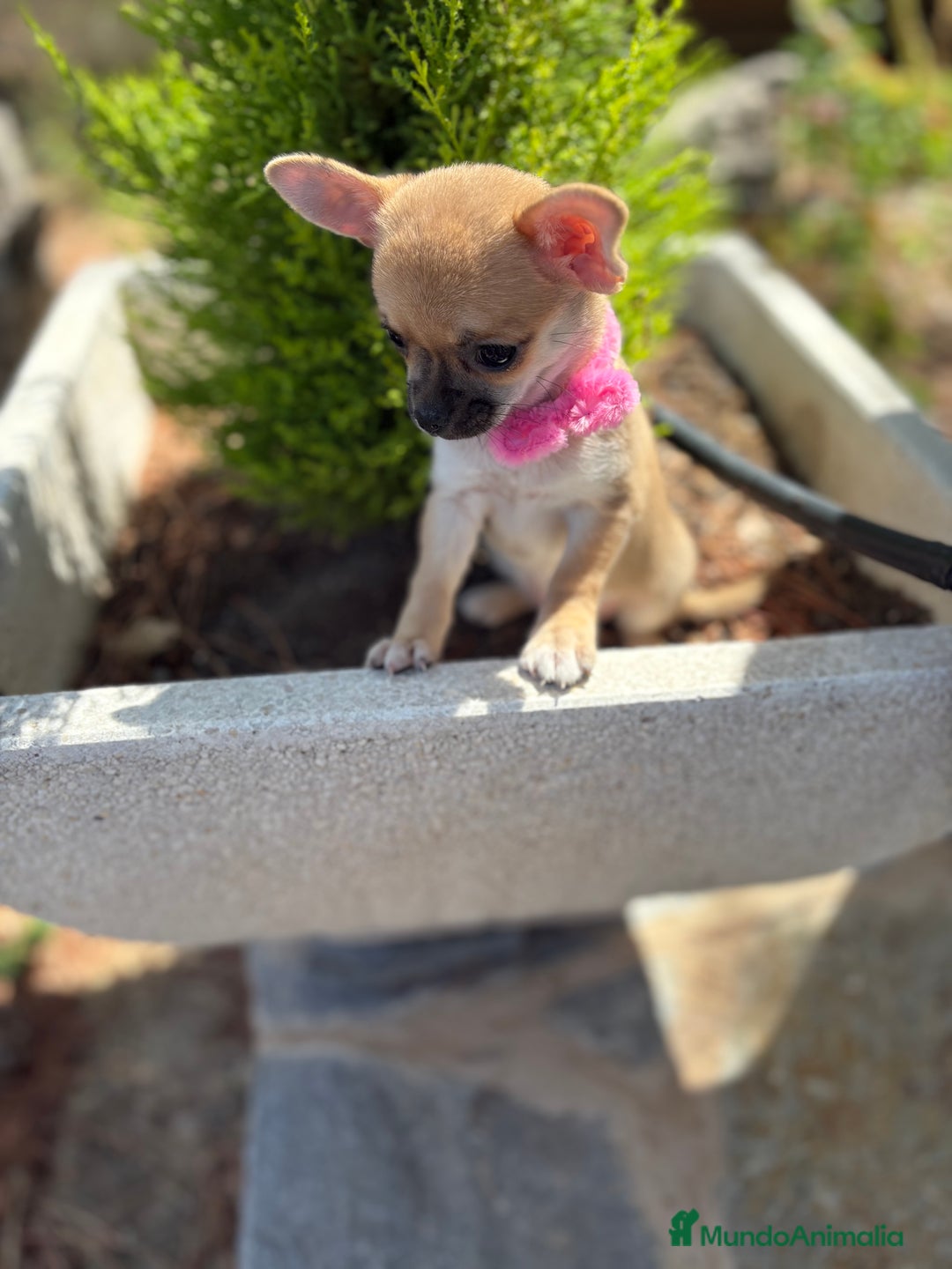 Chihuahua perros en venta: Chihuahua Hembra disponible!!!!! - Imagen 7