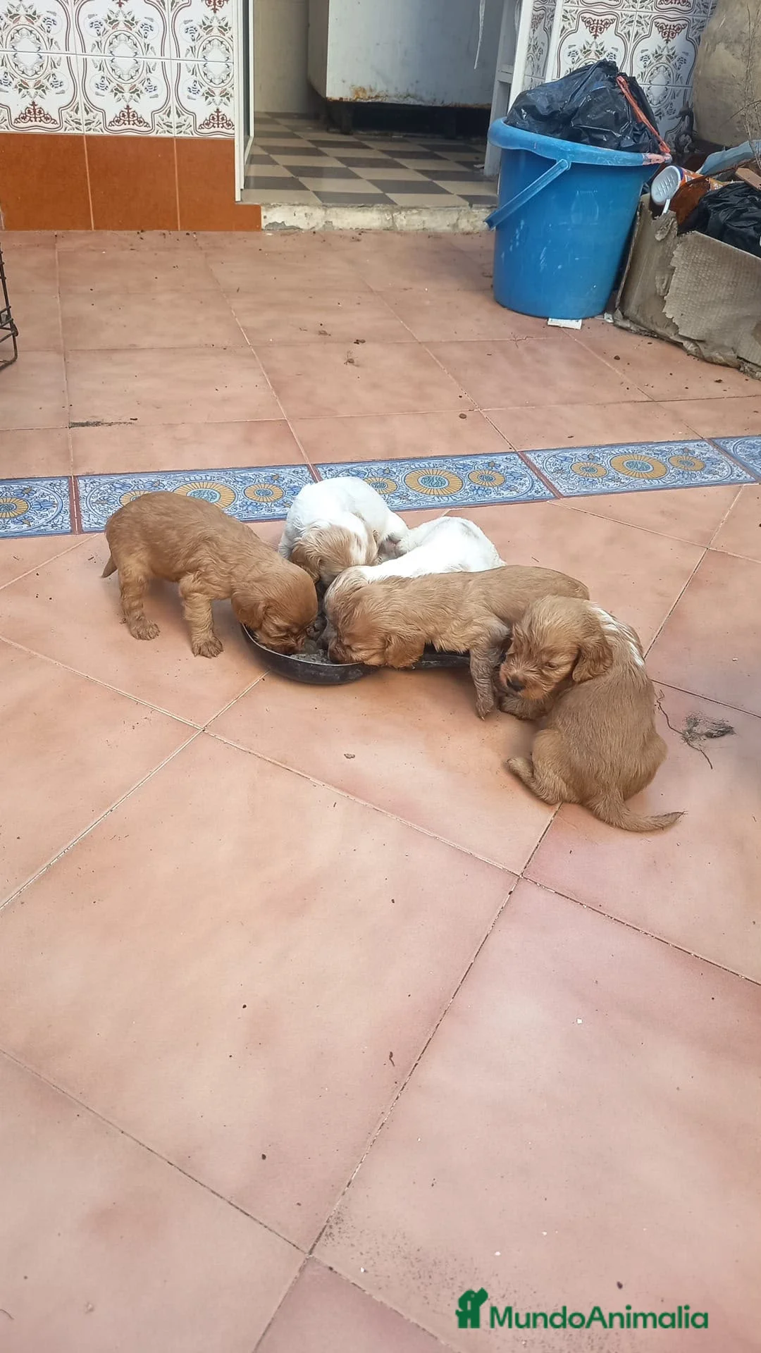 Cocker Spaniel Inglés perros en venta: Cocker spaniel  - Anuncio 1