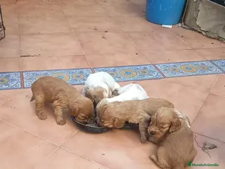 Cocker Spaniel Inglés perros Cocker spaniel - Anuncio 2