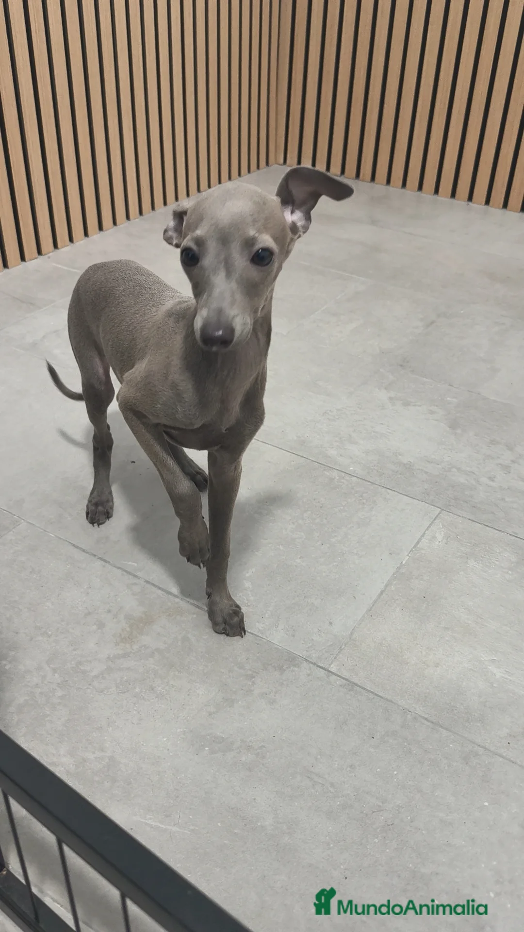 Pequeño Lebrel Italiano perros en venta: Galgo Italiano Piccolo Lebrel Italiano  - Anuncio 2