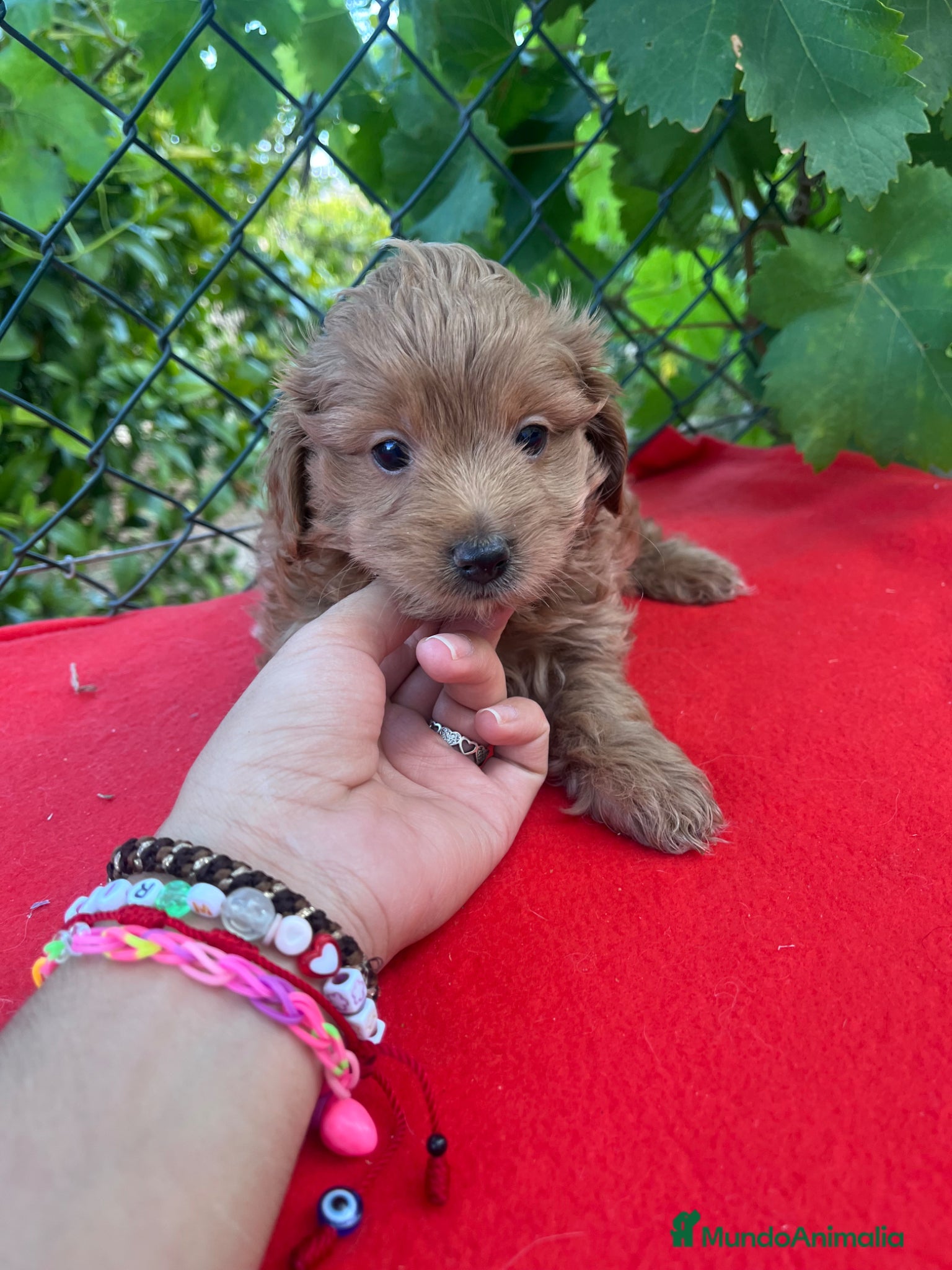 Maltipoo perros PRECIOSO MACHO - Anuncio 5