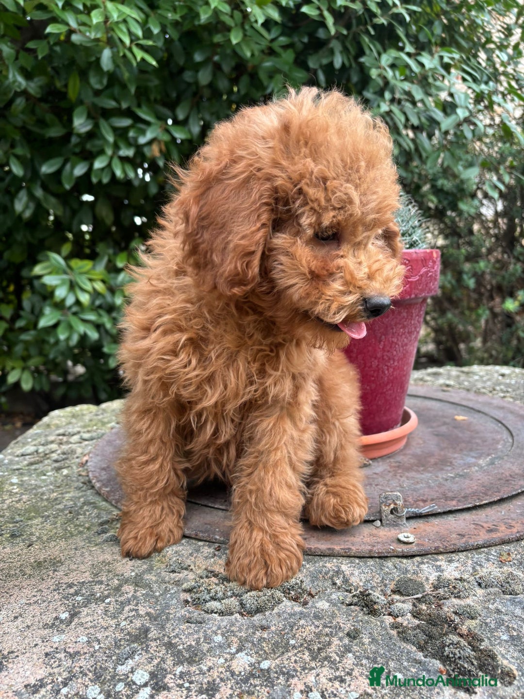 Caniche Enano perros en venta: Machito caniche enano - Imagen 3