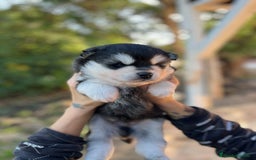 Pomsky perros en venta: Pomsky miniatura - Imagen 2