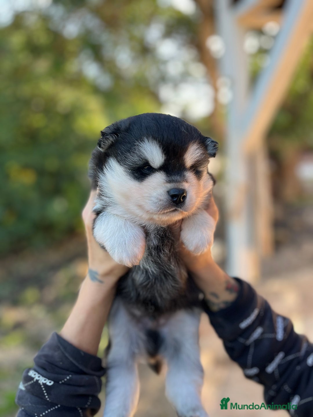 Pomsky perros en venta: Pomsky miniatura - Imagen 2