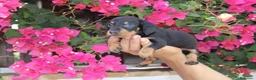 Teckel Miniatura perros en venta: Teckels Miniatura#Calidad, seriedad y seguimiento - Anuncio 19