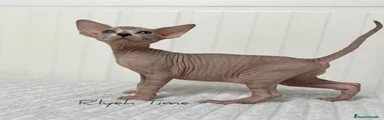 Sphynx macho