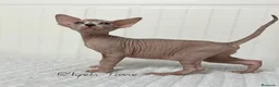 Sphynx gatos en venta: Gatitos Sphynx - Anuncio 3