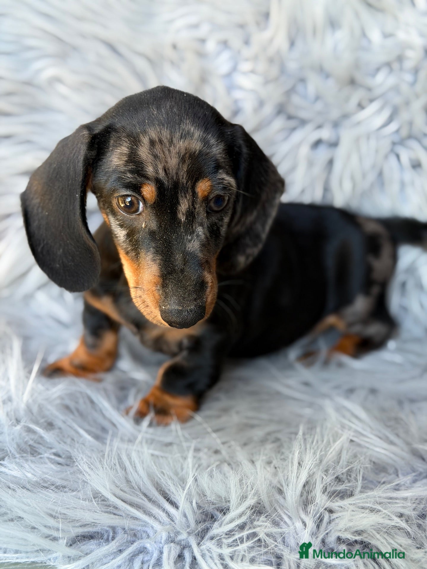 Teckel Miniatura perros Teckel mini - Anuncio 1
