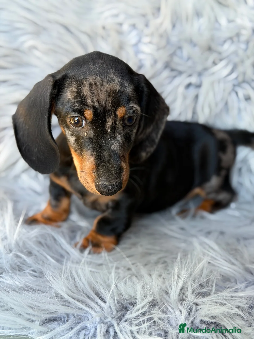 Teckel Miniatura perros en venta: Teckel mini - Anuncio 1