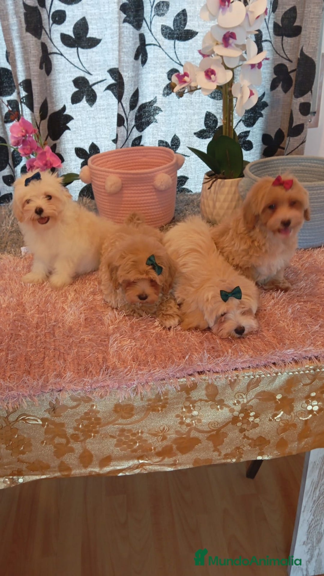 Maltipoo perros en venta: Maltipoo  - Imagen 1