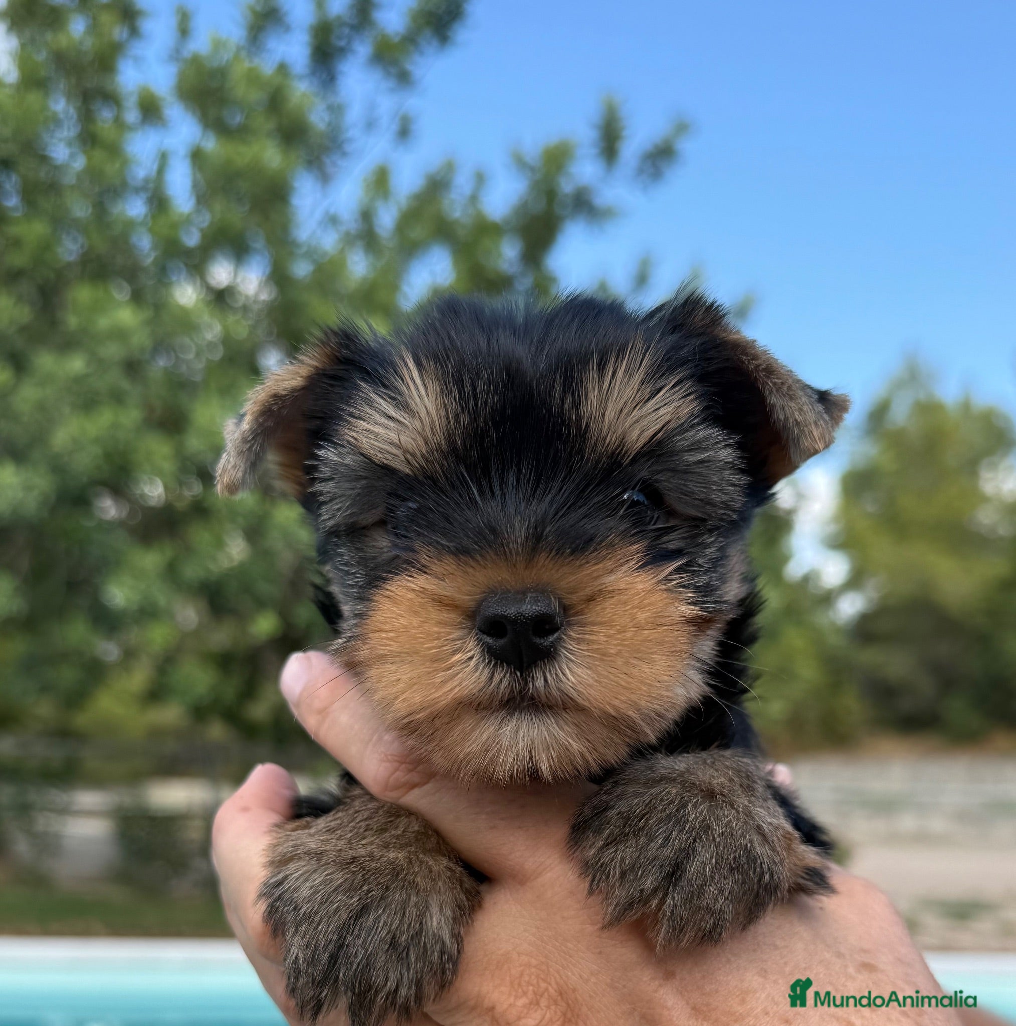 Yorkshire Terrier perros Un Yorkshire macho maravilloso  - Anuncio 4