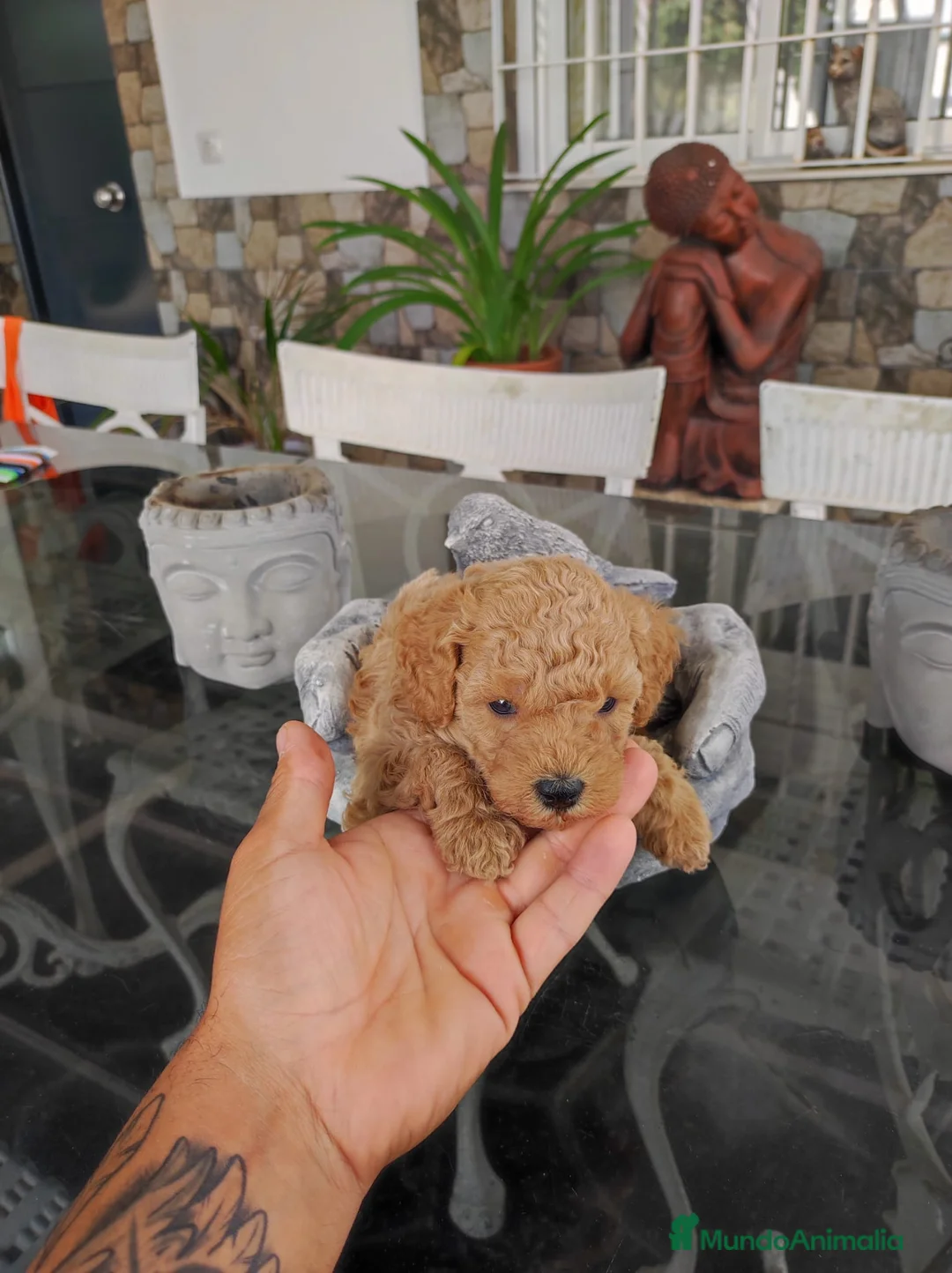 Caniche Toy perros en venta: Economicos, variedad de colores - Anuncio 2