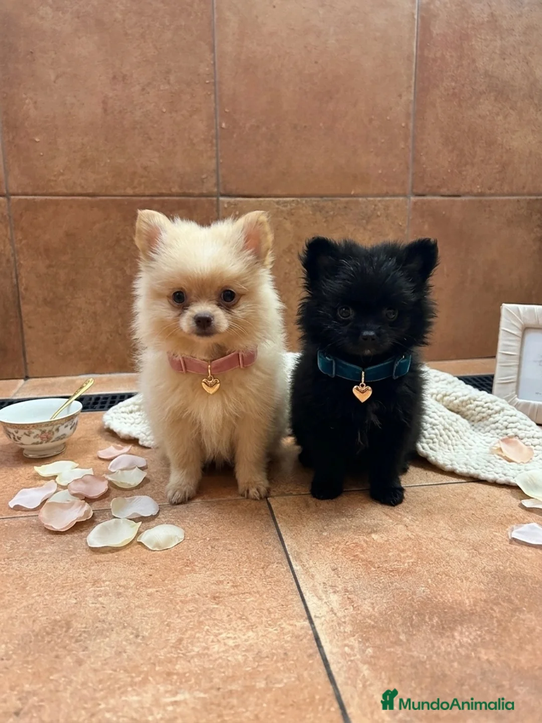 Pomerania perros en venta: Pomerania mini  - Anuncio 1
