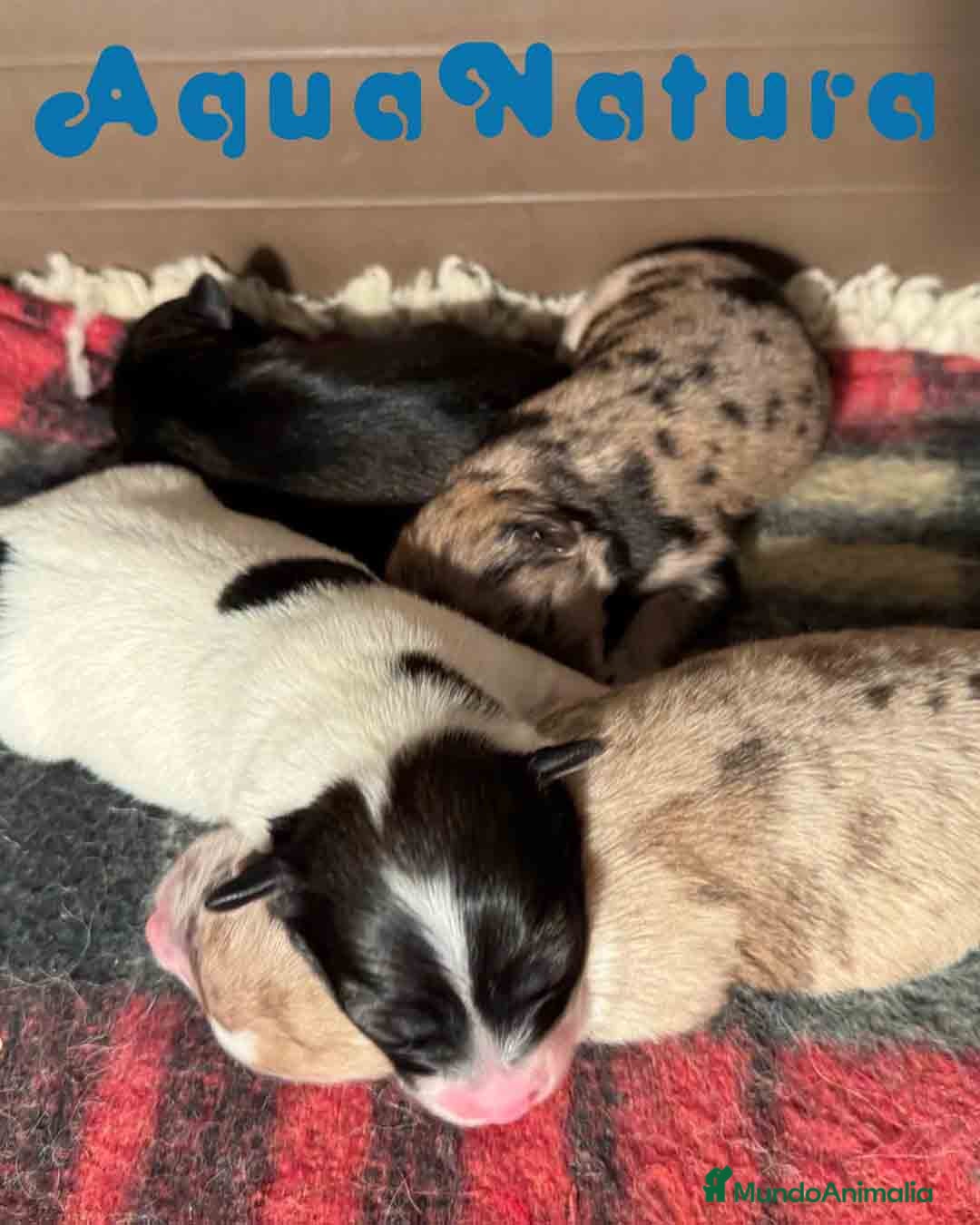 Pomerania perros Camada Pomchi de Japi y Manchitas - AQUANATURA en Barcelona - Anuncio 31