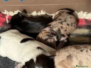 Pomerania perros Camada Pomchi de Japi y Manchitas - AQUANATURA en Barcelona - Anuncio 25