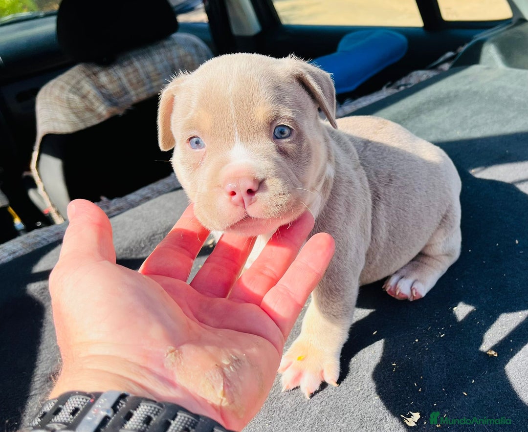 American Bully perros en venta: American bully pocket  - Imagen 5