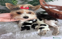 Yorkshire Terrier perros en venta: YORKSHIRE BIEWER - Imagen 1