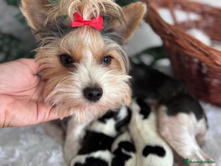 Yorkshire Terrier perros - Anuncio 1