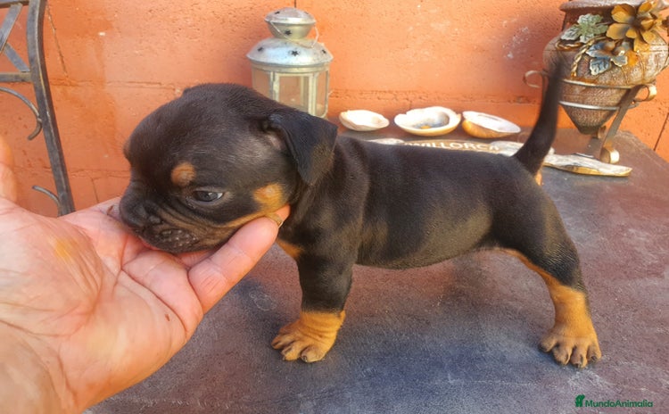 American Bully perros - Propaganda 1