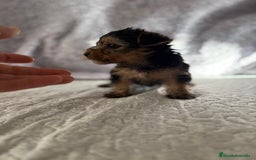 Yorkshire Terrier perros en venta: Yorkshire mini - Imagen 14
