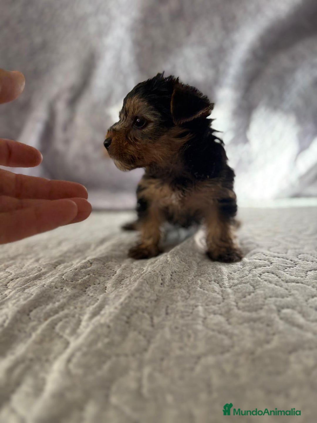 Yorkshire Terrier perros en venta: Yorkshire mini - Imagen 14