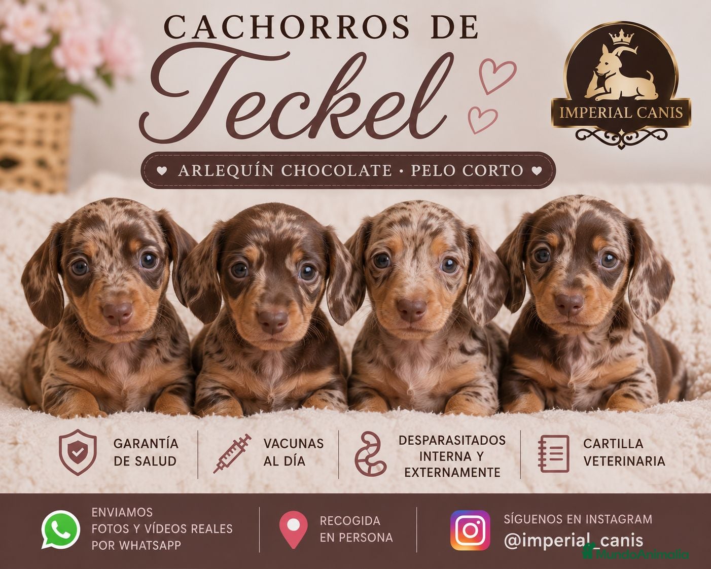 Teckel Miniatura perros TECKEL ARLEQUIN CHOCOLATE 🤎 - Anuncio 1
