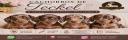 Teckel Miniatura perros en venta: TECKEL ARLEQUIN CHOCOLATE 🤎 en Cáceres - Anuncio 1