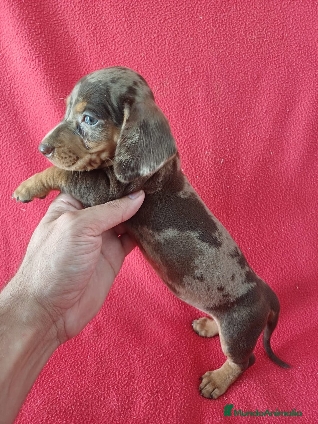 Teckel Miniatura perros en venta: Teckel Miniatura Arlequin  - Imagen 2