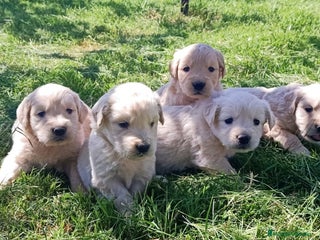 Golden Retriever perros - Anuncio 1