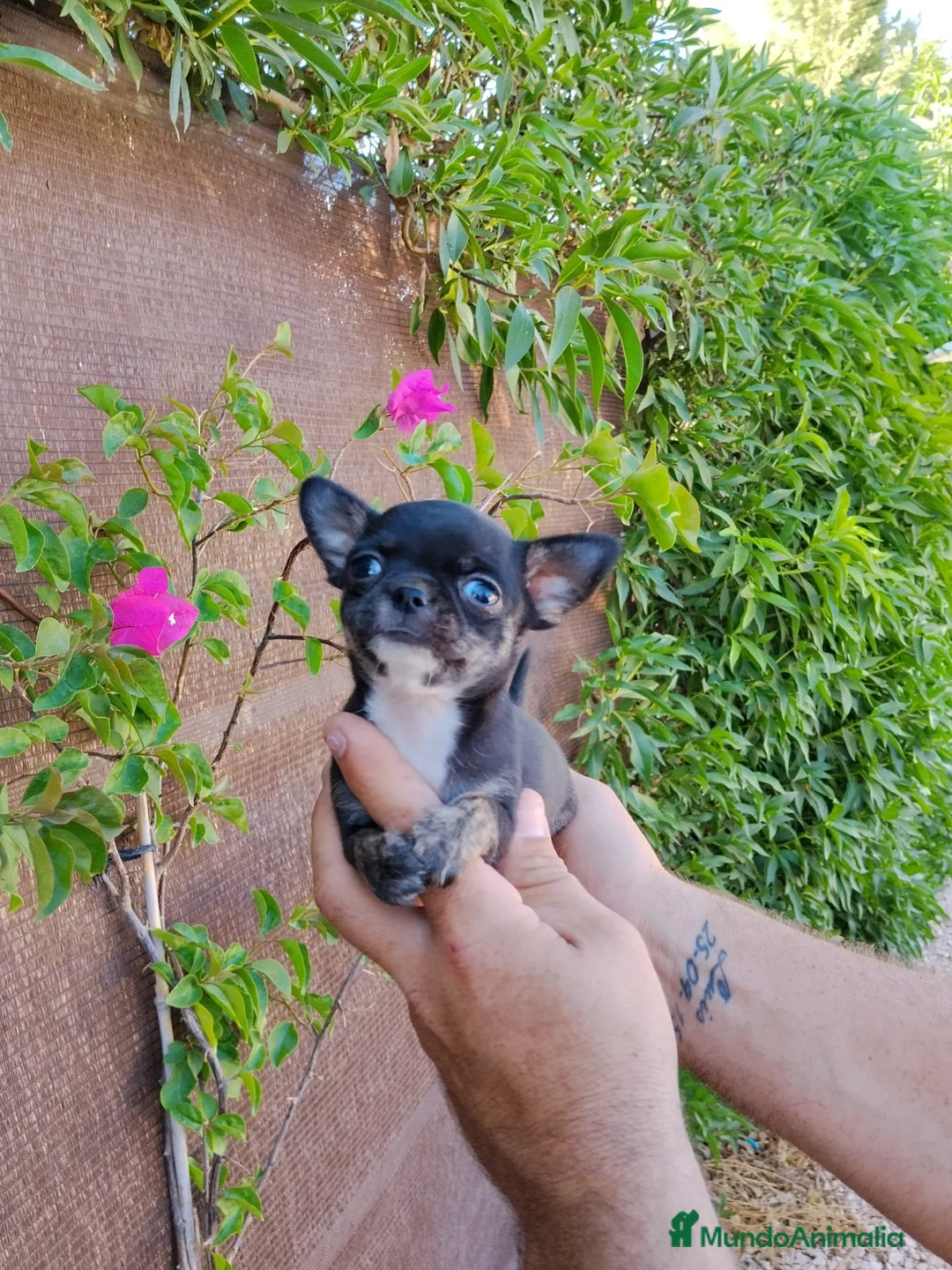 Chihuahua perros en venta: Chihuahua tot macho  - Anuncio 2
