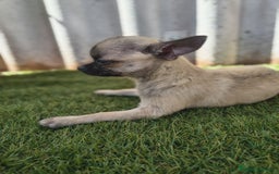 Chihuahua perros en venta: Chihuahua toy Cabeza manzana - Imagen 8
