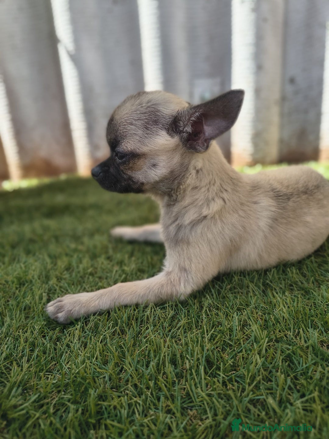 Chihuahua perros en venta: Chihuahua toy Cabeza manzana - Imagen 8