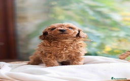 Caniche Toy perros en venta: Caniche toy hembra - Anuncio 6