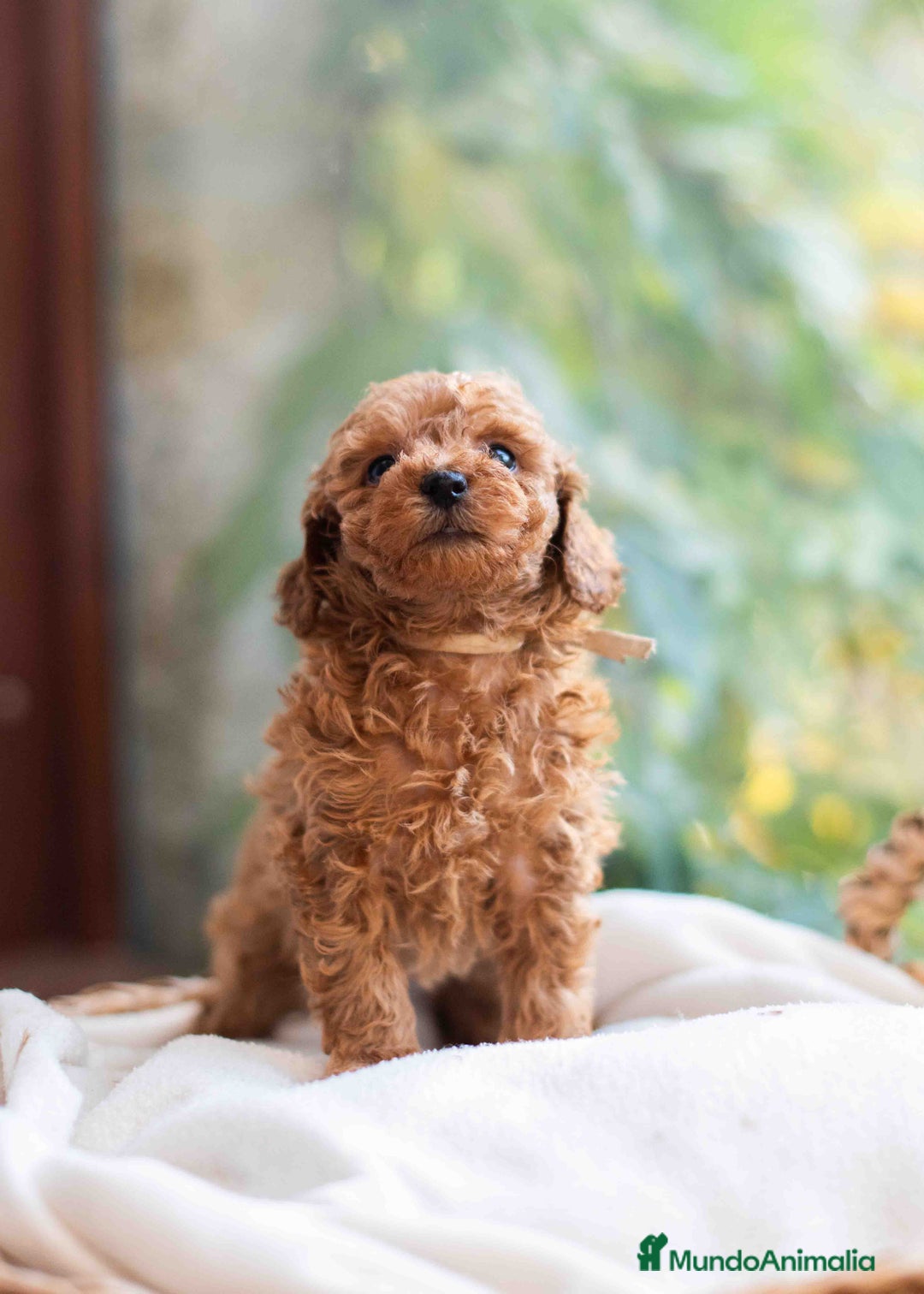 Caniche Toy perros en venta: Caniche toy hembra - Anuncio 6