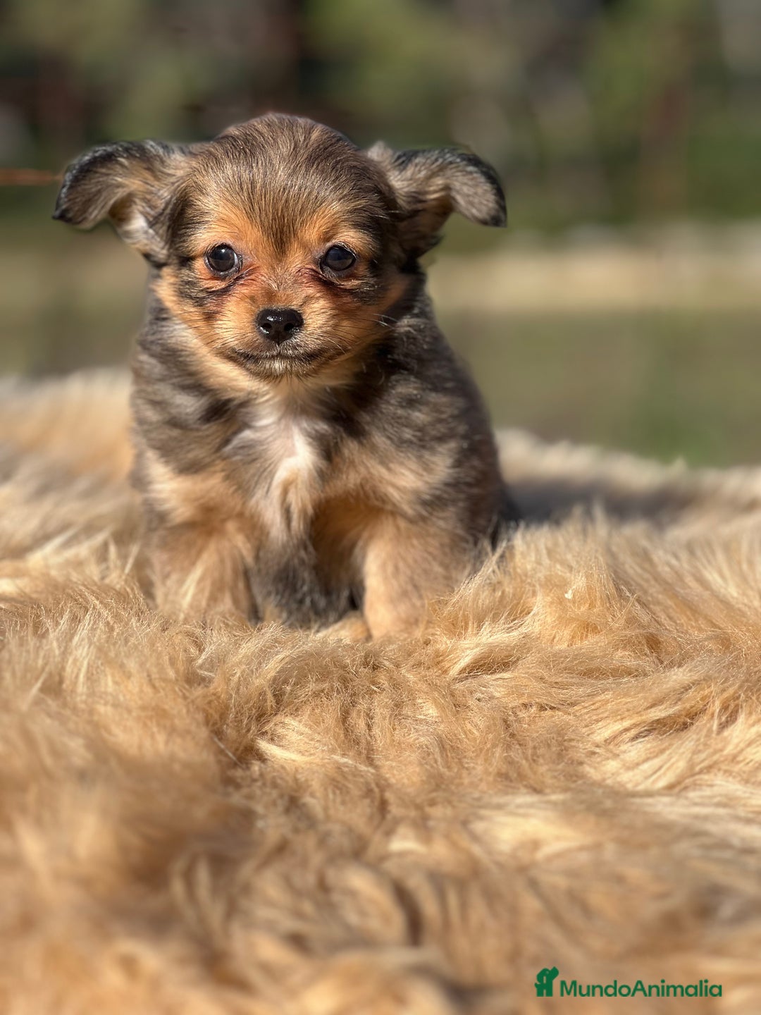 Chihuahua perros en venta: Chi toy pelo largo  - Imagen 3