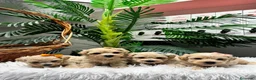 Maltipoo perros en venta: MALTIPOO - Anuncio 11