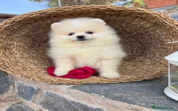 Pomerania perros en venta: Pomeranias disponibles hembra y macho  - Imagen 7