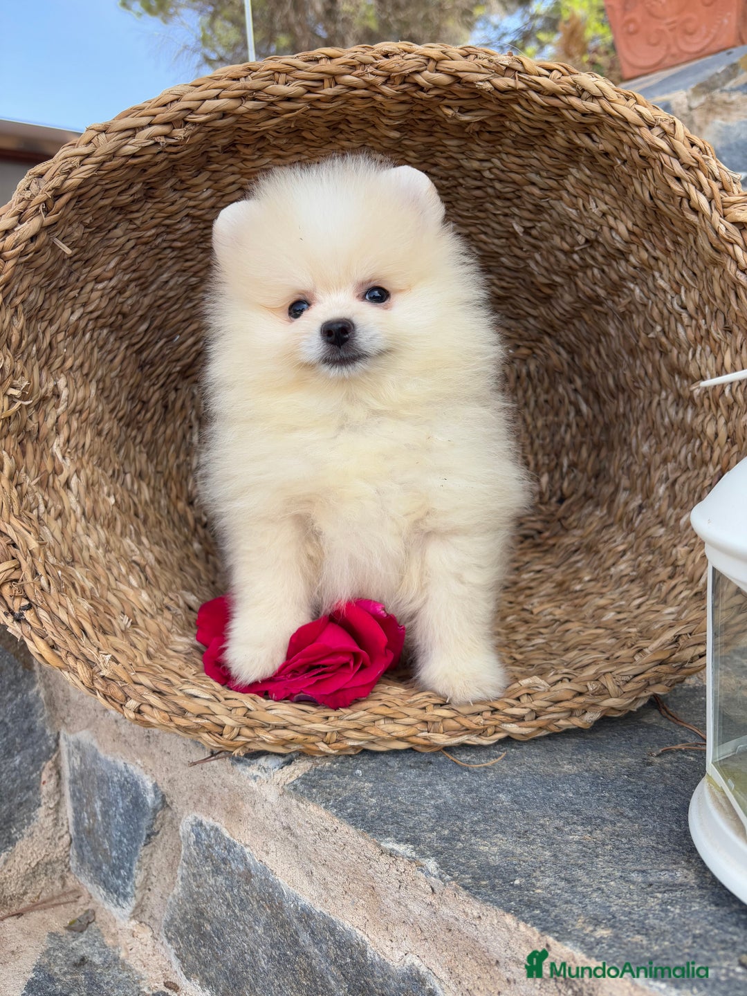 Pomerania perros en venta: Pomeranias disponibles hembra y macho  - Imagen 7